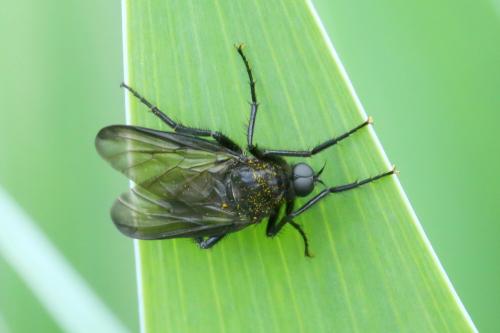 Empis ciliata